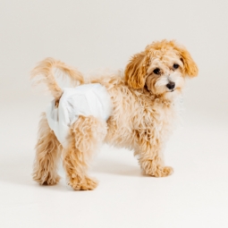 Category image: Dog Diapers
